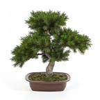 BONSAÏ PIN 48 CM