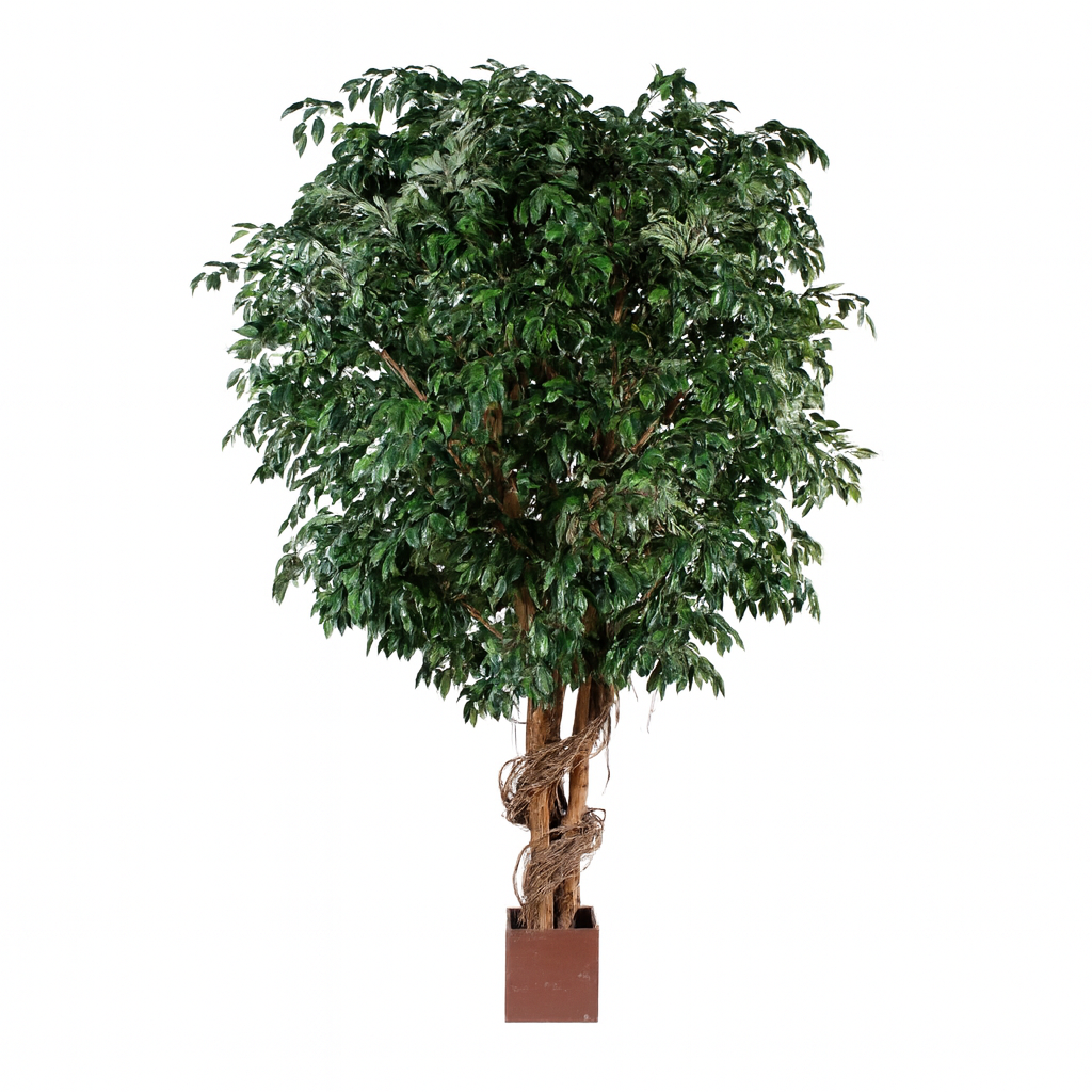 FICUS GÉANT SEMI-NATUREL XXL 320 cm