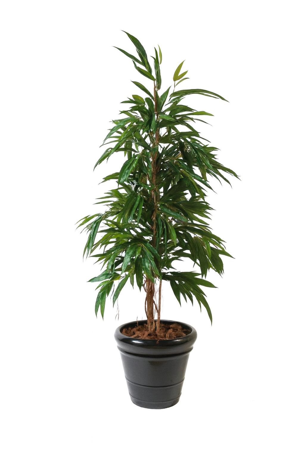 FICUS ALII BUSH ROYAL SEMI-NATUREL
