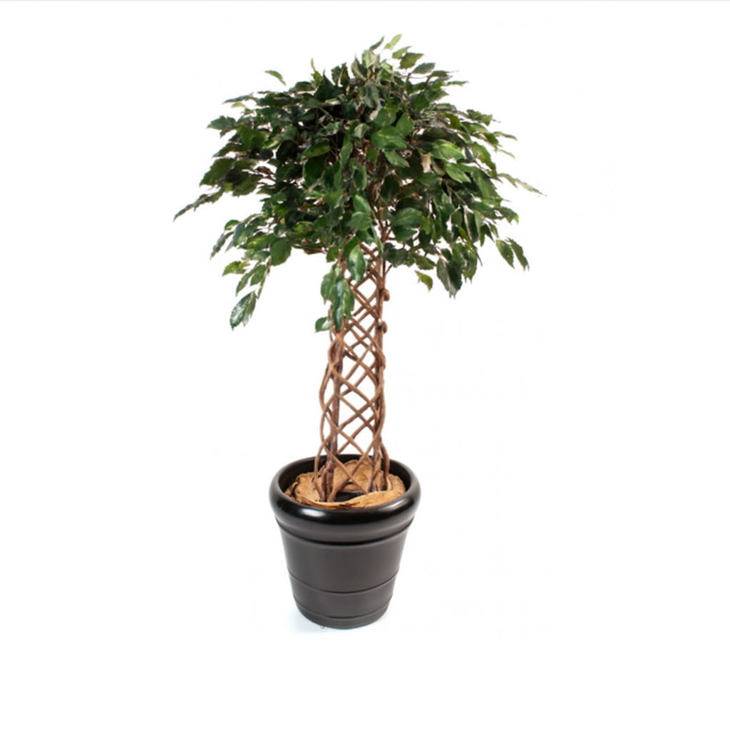 FICUS CAGE SEMI-NATUREL