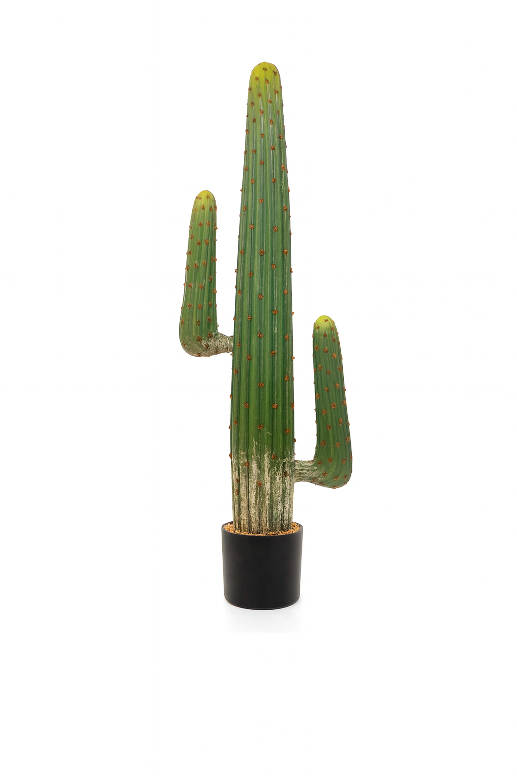 CACTUS MEXICAIN