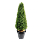 TOPIAIRE DE BUIS SEMI-NATUREL