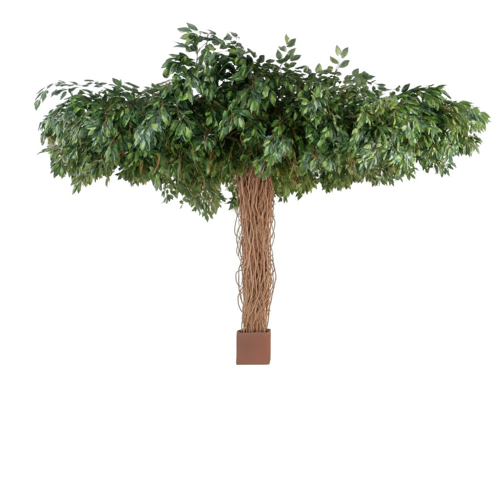 FICUS PARASOL SEMI-NATUREL XXL 320 CM
