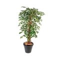 FICUS LIANES GRANDES FEUILLES SEMI-NATUREL