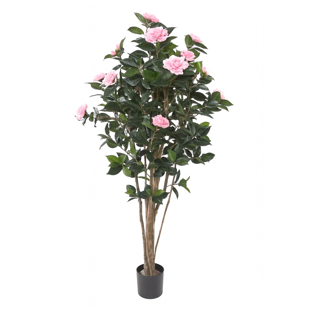 CAMÉLIA JAPONICA SEMI-NATUREL - ROSE