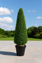 TOPIAIRE DE BUIS SEMI-NATUREL