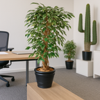 FICUS LIANES GRANDES FEUILLES SEMI-NATUREL