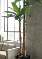 BANANIER GÉANT SEMI-NATUREL