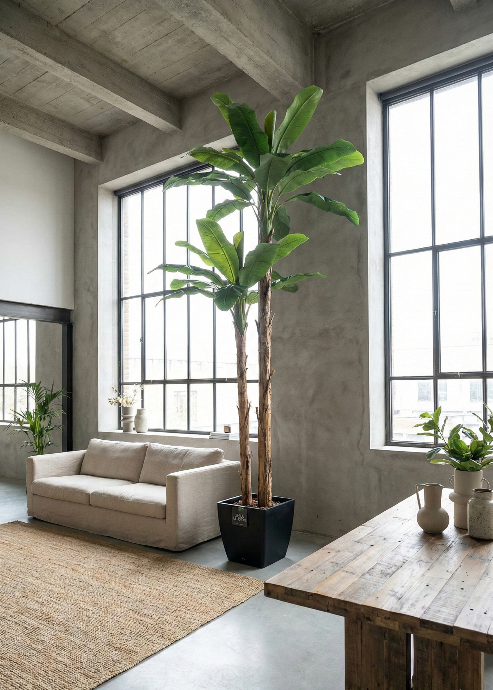 BANANIER GÉANT SEMI-NATUREL