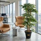 BAMBOU GROSSES CANNES SEMI-NATUREL