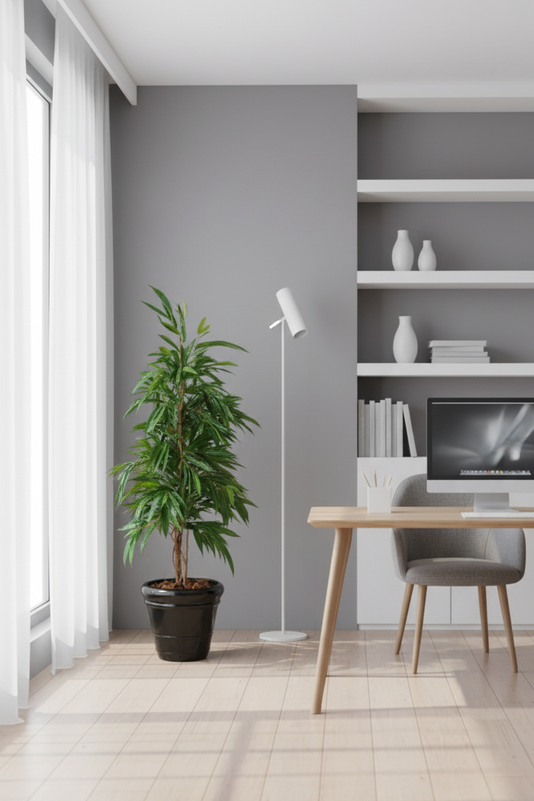 FICUS ALII BUSH ROYAL SEMI-NATUREL