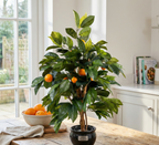 ORANGER MINI SEMI-NATUREL