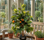 ORANGER MINI SEMI-NATUREL