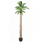 BANANIER GÉANT SEMI-NATUREL