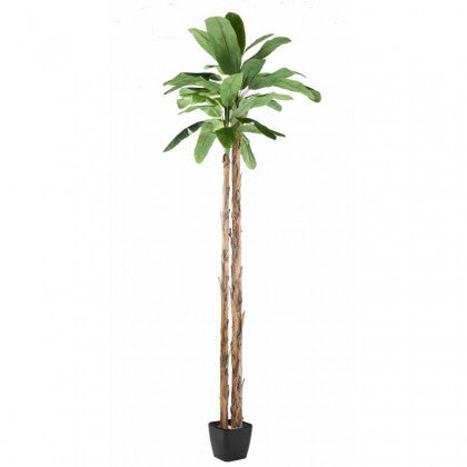 BANANIER GÉANT SEMI-NATUREL