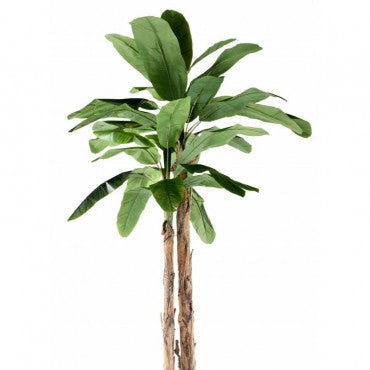 BANANIER GÉANT SEMI-NATUREL