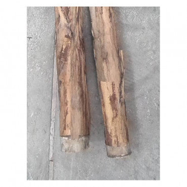 BANANIER GÉANT SEMI-NATUREL