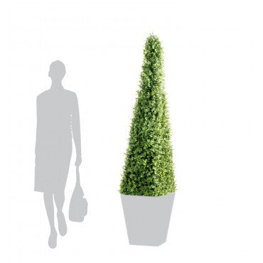 PYRAMIDE DE BUIS SEMI-NATURELLE