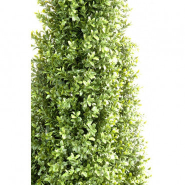 PYRAMIDE DE BUIS SEMI-NATURELLE