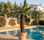 CYCAS GÉANT